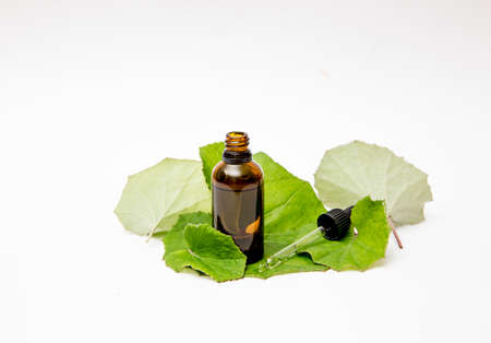 Tussilago farfara( coughwort,tash plant, farfara) commonly known as coltsfoot believed to be natural cough remedy. Tincture bottle with fresh leaves, herbal medicine concept, isolated on white.の写真素材