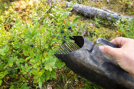 Close up view of person hand using berry picker hand tool to pick faster wild organic blueberries in...