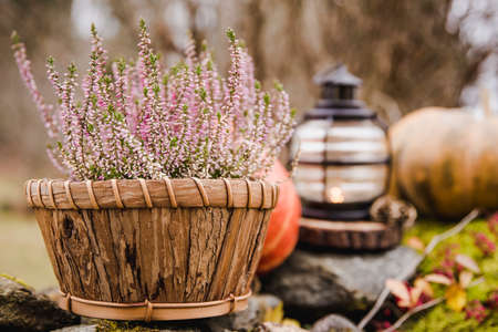Seasonal home garden autumn decoration with heather flower in pine bark flower pot, pumpkins and lantern with candle illuminated.の写真素材