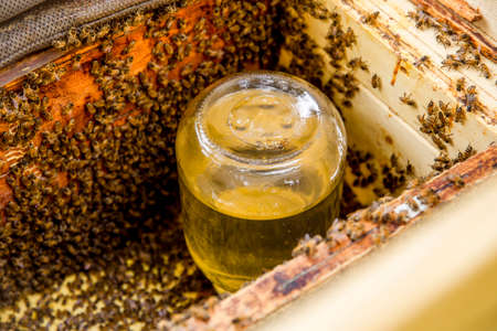 Preparing bees for winter, bee keeper feeding bees with jar of home made sugar syrup in the autumn...