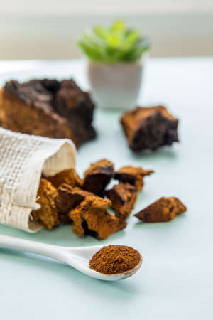 Side view of wild natural chaga mushroom, Inonotus obliquus powder and pieces for making tea and coffee on light blue background. Healthy herbal plant based medicinal food supplement concept.の写真素材