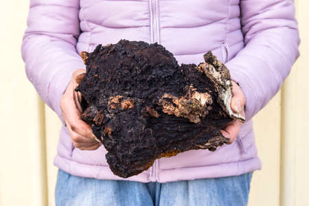 Close up view of woman showing and holding fresh large over 20 years old and 3 kg big wild natural organic Chaga mushroom, Inonotus obliquus. Herbal medicine concept.の写真素材