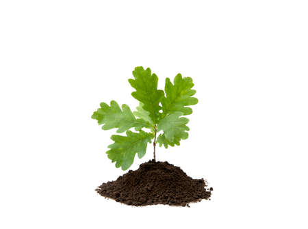 Small oak tree in pile of soil isolated on white, studio shot.の写真素材