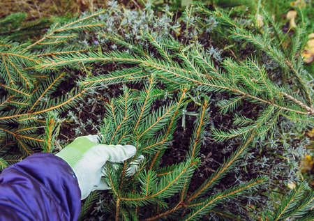 Covering lavender flower bush with spruce tree branchesの写真素材