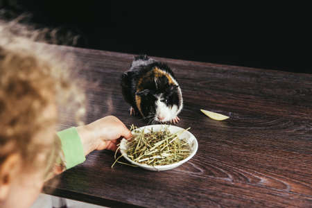 Girl child feeding young domestic guinea pig (Cavia porcellus), also known as cavy or domestic cavy...