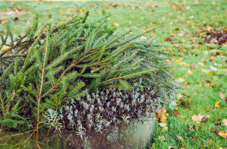 Winter cold damage prevention in home garden concept. Covering lavender flower bush with spruce tree...