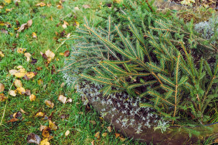 Winter cold damage prevention in home garden concept. Covering lavender flower bush with spruce tree...