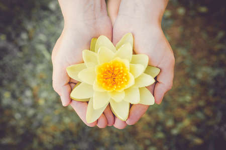 Woman hands palms hold tenderly large picked yellow water lily blossom. Nymphaea alba, also known as the European water lily, water rose or nenuphar. Inner peace concept.の写真素材