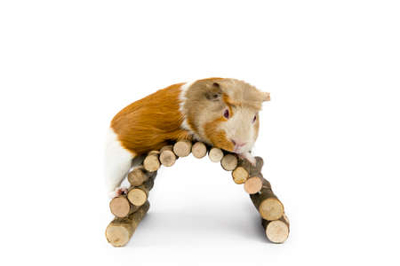 Domestic guinea pig (Cavia porcellus), also known as cavy or domestic cavy with wooden branch bridge...