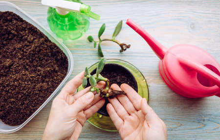 Person growing and planting Crassula ovata, jade plant, lucky plant, money plant or money tree from...