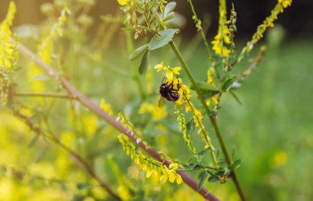 Bumblebee land on Melilotus officinalis known as yellow sweet clover and gather honey and pollen outdoors in warm summer evening, copy space.の写真素材