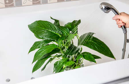 Spring cleaning of houseplants, washing off dust from houseplant leaves with shower in bath in home...