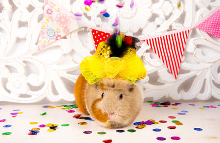 Fun festive guinea pig with party hat, party flags and confetti falling. Animal birthday background concept.の写真素材