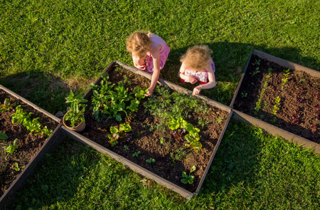 Children at community garden picking lettuce for eating. Boxes filled with soil and with various vegetable plants growing inside, raised bed. Sunny spring evening.の写真素材