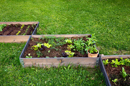 Community garden concept. Boxes filled with soil and with various vegetable plants growing inside,...