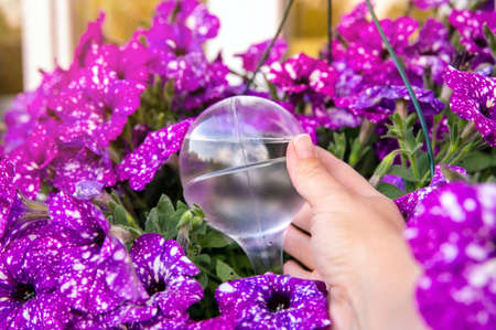 Person hand attaching round transparent self watering device globe inside potted night sky petunia plant soil in home garden, keeps plants hydrated during vacation period outdoors.の写真素材