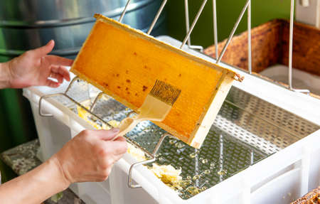 Hobby beekeeper extracting honey from honeycomb concept. Wooden honeybee frame on uncapping rack...