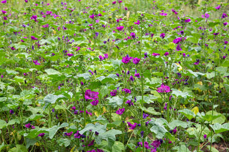 Malva sylvestris, common mallow agricultural field, purple flowers growing in summer outdoors.