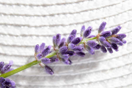 Close up view of Lavandula angustifolia also known as common lavender, true lavender or English lavender blossom on white background. Macro studio shot.の写真素材