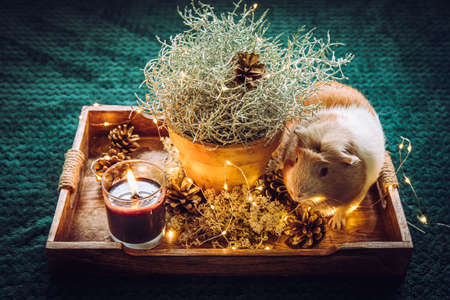 Decorative Silver color Cushion bush, Calocephalus brownii or Leucophyta as winter Christmas home decoration element, decorated with pine cones and string lights and cute guinea pig Cavia porcellus.の写真素材