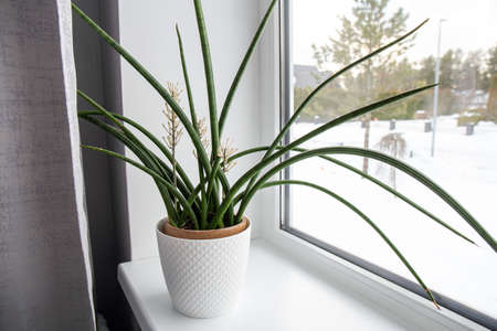 Dracaena angolensis, Sansevieria cylindrica also known as the cylindrical snake plant, African spear...