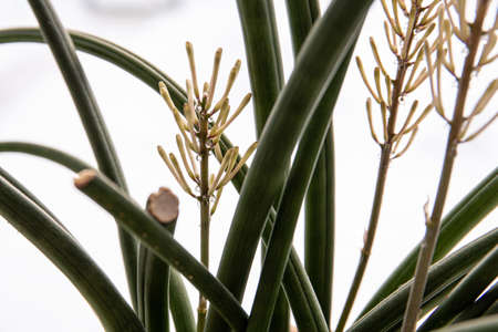 Dracaena angolensis, Sansevieria cylindrica also known as the cylindrical snake plant, African spear in full bloom on home window sill.の写真素材