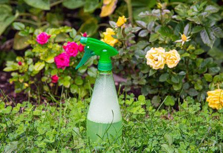 Using homemade insecticidal insect spray in home garden to protect roses from insects or fungus. Spray bottle with foamy liquid inside against rose bushes.の写真素材