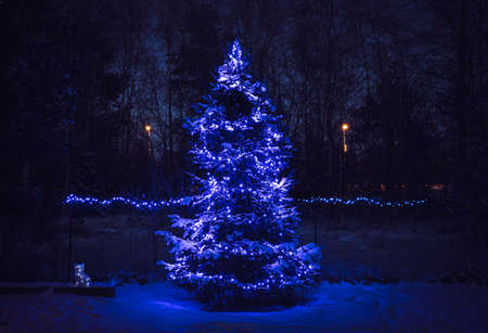 Blue color star effect Christmas decoration lights on spruce tree glowing at night. Snow covering...