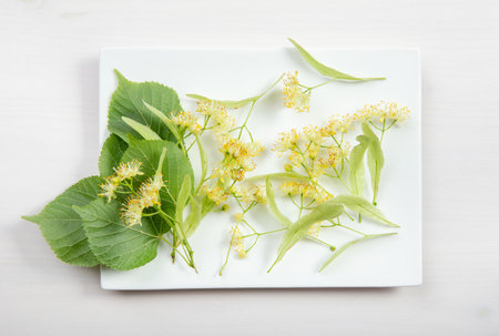 Tilia platyphyllos known as large-leaved linden freshly picked blossoms with tree leaves on white modern ceramic plate in home kitchen. Herbal medicine concept. Minimal studio shotの写真素材