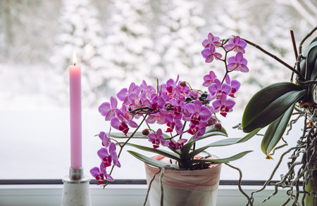 Lush pink orchids flowers in pots growing on window sill in winter indoors. Winter landscape with lot of snow on background outdoors. Pink candle in candle holder burning.の写真素材