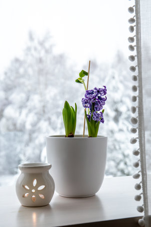 Hyacinths Hyacintus orientalis growing and blooming in home in January. Flowers in bloom on home window sill inside white flower pot. Snowy trees on background.の写真素材