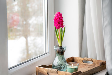 Hyacinths Hyacintus orientalis growing and blooming in home in special growing vase in February. Flowers in bloom on home window sill. Snowy trees on background, copy space.の写真素材