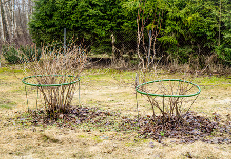 Black currant bush with shrub support tool outdoors in spring, springtime preparations work in home garden.の写真素材