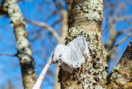 Girl child is holding white lace sun parasol on beautiful sunny evening in nature. Dreamy aspirations concept.の写真素材
