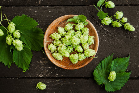 Picked herbal medicinal plant Humulus lupulus the common hop or hops. Hops flowers in wood bowl on...