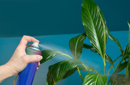 Woman hand spraying using leaf shine product to houseplant at home to give it extra shine. Products can be good but also can be harmful.の写真素材