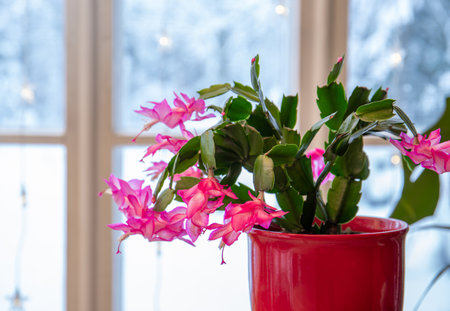 Cultivar belonging to the Schlumbergera Truncata Group called Christmas cactus or Thanksgiving cactus. Plant growing in flower pot in home, full bloom with snowy landscape seen.の写真素材