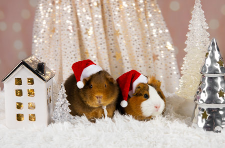 Two cute young guinea pigs Cavia porcellus on Christmas background, wearing Christmas hats. Light festive background, indoors studio shot. House with lights and silver color tree.の写真素材