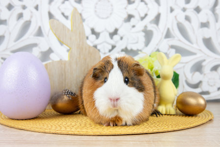 Cute American guinea pig, Cavia porcellus known as the cavy or domestic cavy. Real pet on white...