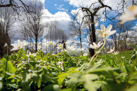 Low angle shot of Anemonoides nemorosa, the wood anemone or European thimbleweed growing in nature....