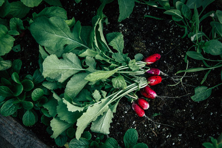 Bunch of picked radish, Raphanus sativus on soil in home garden. Rustic aesthetic style photo. Above view.の写真素材