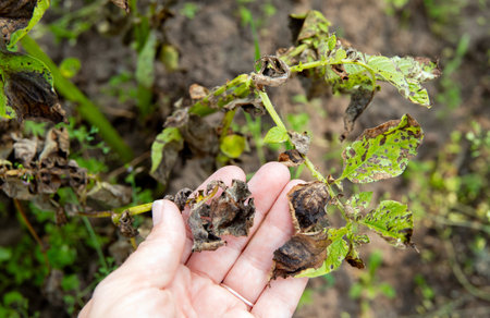 Woman hand showing damaged potato leaves. Phytophthora infestans
Late blight of potato. A dangerous disease is destroying the potato crop in summer.の写真素材
