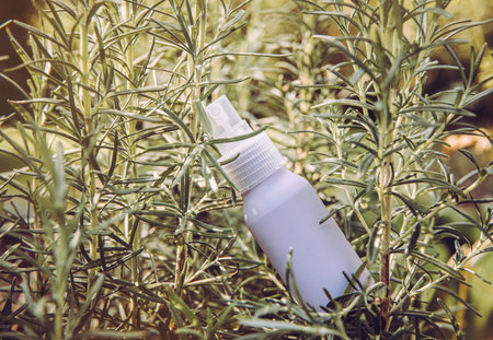 Homemade rosemary Salvia rosmarinus water made from rosemary sprigs, for hair and skin care. A purple spray bottle nestled among rosemary bushes.の写真素材