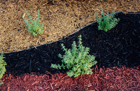 Landscaped flower bed with various colors of wood chip mulch â black, red, and yellow â with flowers and bushes growing outdoors.の写真素材