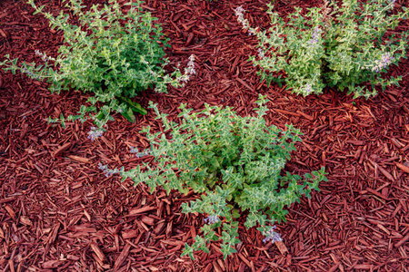 Landscaped flower bed with red wood chip mulch, featuring flowers and green bushes growing outdoors. Above view.の写真素材