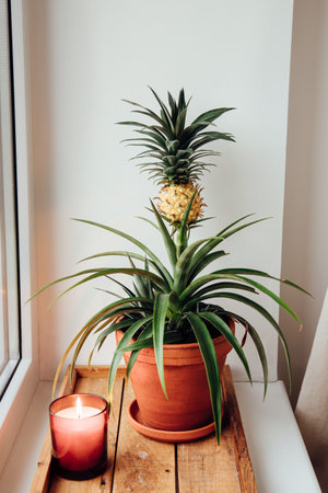 A cute little pineapple Ananas comosus plant growing in a flower pot at home window sill, showing a small yellow fruit. Candle burning.の写真素材