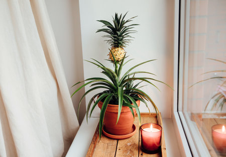 A cute little pineapple Ananas comosus plant growing in a flower pot at home window sill, showing a small yellow fruit. Candle burning.の写真素材