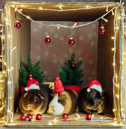Three cute guinea pigs Cavia porcellus on a Christmas background, wearing Santa hats. Festive bokeh background, indoor studio shot. Pets as a present, inside a cardboard box.の写真素材