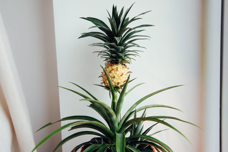 A cute little pineapple Ananas comosus plant growing in a flower pot at home window sill, showing a small yellow fruit.の写真素材
