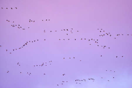 flock of Canada gooses in the evening